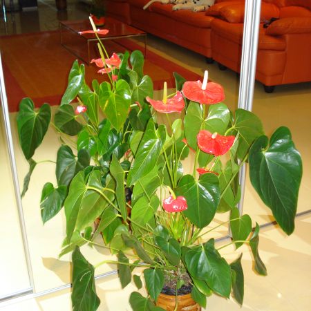 Anthurium(mihaela)